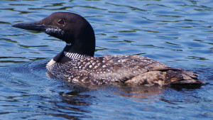 loon