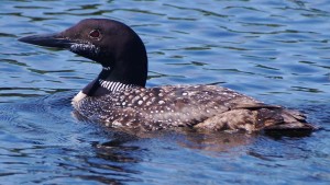 Loon on the Turtle Flambeau Flowage, Balsam Ridge Lodging and Pontoon Boat Rates